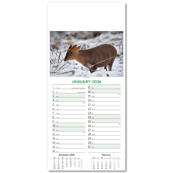 Wildlife Slim Wall Calendar