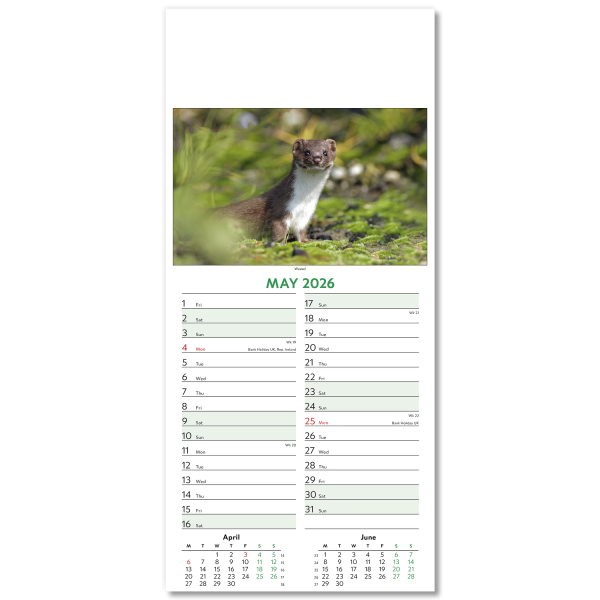 Wildlife Slim Wall Calendar